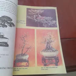 BONSAI Cây dáng, thế và Non bộ 751882