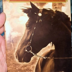 Ngoại văn cũ về động vật - Ngựa Chiến WAR HORSE - Michael Morpurgo (tác giả đạt giải)