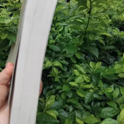 Kim thiếp vũ môn tiểu thuyết lịch sử của Trần Gia Ninh  992853