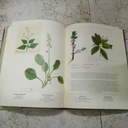 The Frampton Flora - Richard Mabey 934529