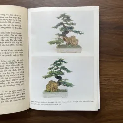 Bonsai 🌿🌿 961565