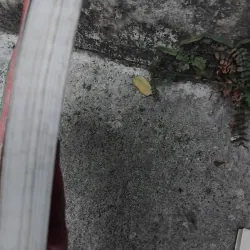 Kí sự địa chí Hà Nội của Giang Quân  1025182