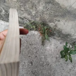 Những kiếp hoa dại của Vương Trí Nhàn  1026224