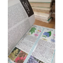 The bedding plant expert - Dr. D.G.Hessayon 795872