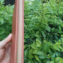 Lần theo dấu vết Ruồi Trâu của Evghenia Taratura 974271