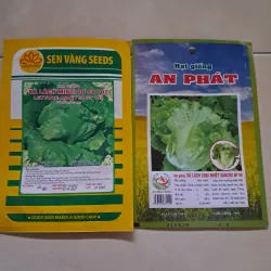 Hạt giống rau  1027558