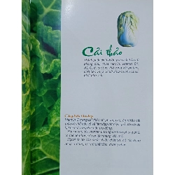 Những phương thuốc làm đẹp từ rau củ quả - Thiên Kim 936786