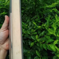 Du ngoạn vòng quanh châu Á trên lưng ngựa của Công tước Viazemski 1020852