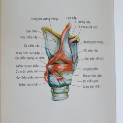 GIẢI PHẪU ĐẦU MẶT CO 752816