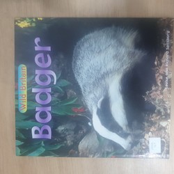 Wild britain: Badger