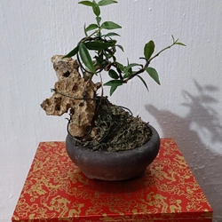 [Ảnh thật] Mai chiếu thủy siêu mini ôm đá để bàn [Bonsai mini] [Bonsai siêu mini] [Bonsai]