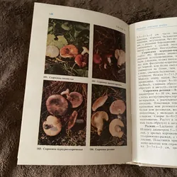 Thu hoạch và chế biến nấm 605073