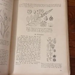 [sách quý] Những Họ Thực Vật Có Hoa (1975) 931249