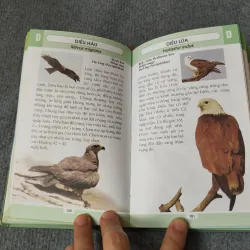 TỪ ĐIỂN TRANH VỀ CÁC LOÀI CHIM 719833