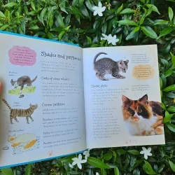 Cats and Kittens 995238