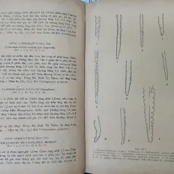 HÓA THẠCH ĐẶC TRƯNG Ở MIỀN BẮC VIỆT NAM 687720