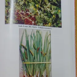 SÁCH ĐỎ VIỆT NAM - PHẦN THỰC VẬT  568462