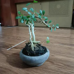 Linh sam văn nhân siêu mini [Bonsai siêu mini để bàn] 563900