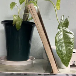 Ai và ky ở xứ sở tàng hình - [56 -> 25] 736358