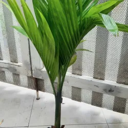 Cây cau lùn như hình