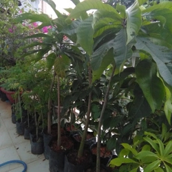 Cây giống lộc vừng hoa to, màu trắng hồng 78126