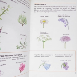 Wild Flowers 448667