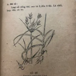 Cây thuốc và bài thuốc trị bảy bệnh thông thường – Nhiều tác giả 998411