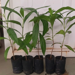 Combo 5 cây nhàu, chiều cao 25cm 504684