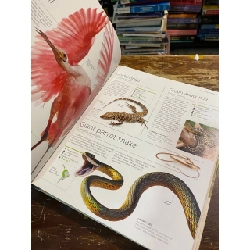 Wildlife of the world 1013762