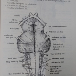 THẦN KINH HỌC  525516