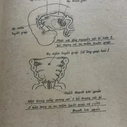 Từ điển bệnh học, Trần Phương Hạnh 709194
