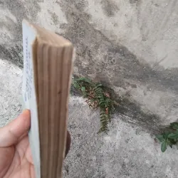 Tây Dương Gia Tô bí lục  1006735