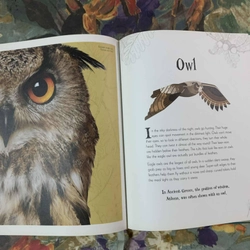 An Anthology of Intriguing Animals 538463