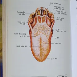 GIẢI PHẪU ĐẦU MẶT CO 752816