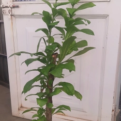 Cây đào tiên, cây như hình, chiều cao 60-80cm 502892