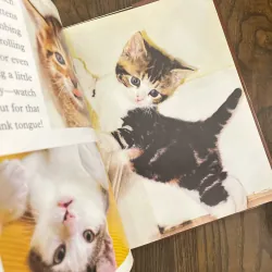 ✨𝑲𝒊𝒕𝒕𝒆𝒏𝒔✨ 693154