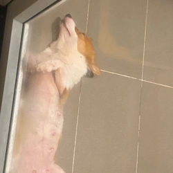 Mình cần tìm ba mẹ cho bé, Cogi cái bé rất hiền  454557