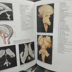ATLAS GIẢI PHẪU NGƯỜI 592306