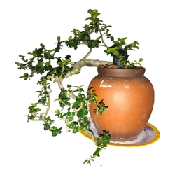 Cây cảnh Bonsai mini Sam Hương 