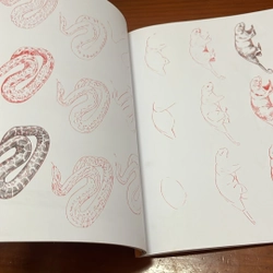 PICTURE BOOK Draw 50 endangered animals 536453
