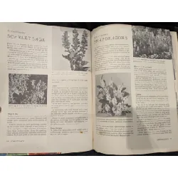 How to grow and use Annuals