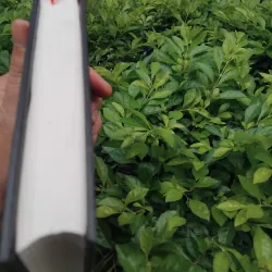 Truyện ngắn Lỗ Tấn  994783