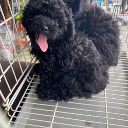 Chó poodle giới tính cái 272975