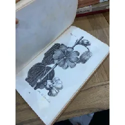 Index Horti Botanici 1788 ( Latin ) 560684