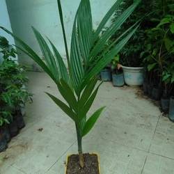 Cây cau ăn trái, cây giống, như hình ảnh 78132
