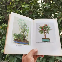 Bonsai Cây Kiểng Cổ - Trần Hợp 925345