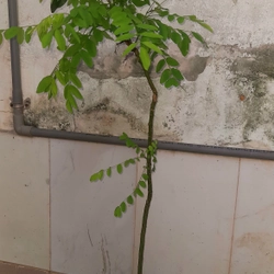 Cây hoa hòe, chiều cao 80-90cm