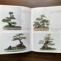 Bonsai 🌿🌿 961565