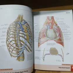 Atlas Giải Phẫu Người (Ấn Bản Lần Thứ 6) - Frank H. Netter, MD 570689