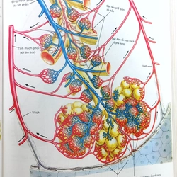 ATLAS GIẢI PHẪU NGƯỜI  541095